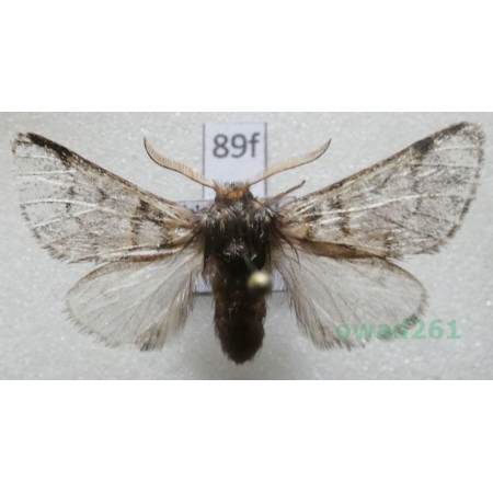 Thaumetopoea pinivora (Treitschke, 1834) Poland89f
